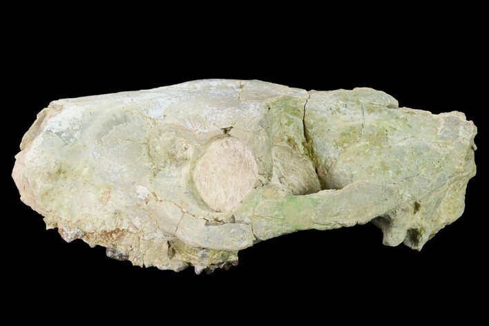 Partial, Fossil Oreodont (Merycoidodon) Skull - Wyoming #169163